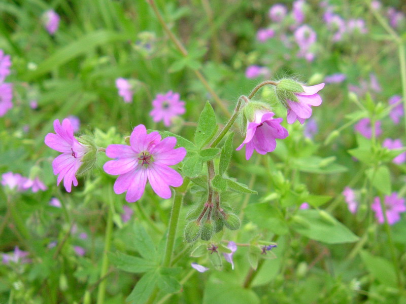 Geranium molle / Geranio molle